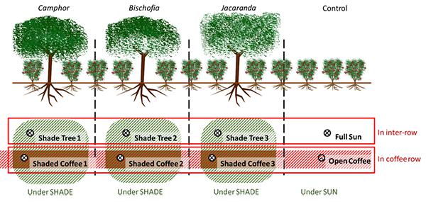 昆明植物所在咖啡农林复合种植研究中取得新进展