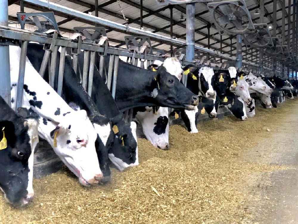 热应激引起我国北方奶牛主产区夏季牛奶产量显著下降