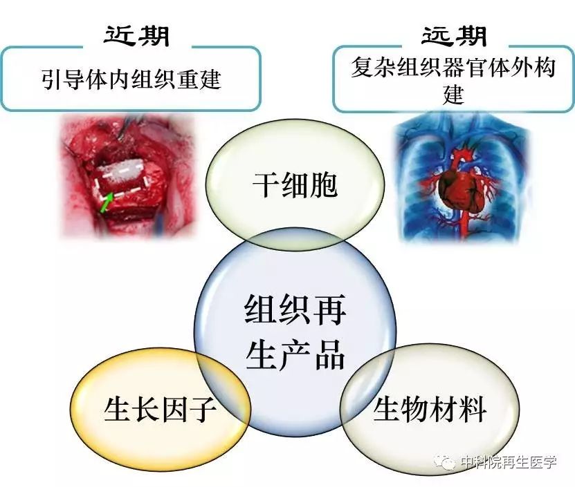 再生醫(yī)學(xué)技術(shù)重大突破，組織再生技術(shù)實(shí)現(xiàn)突破進(jìn)展