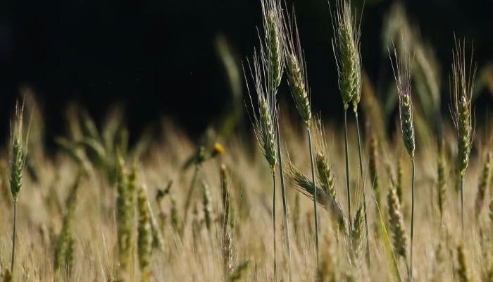 生物科技助力全球糧食安全危機解決之道