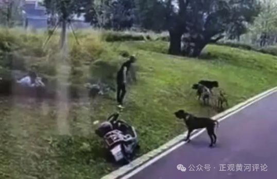 母女公園遭犬只撕咬悲劇，警醒社會(huì)的反思與啟示