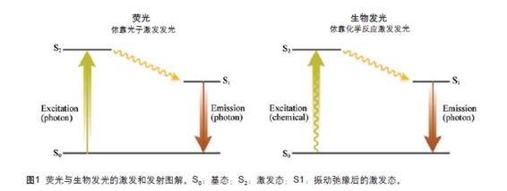 生物光學技術在微生物檢測中的應用探究