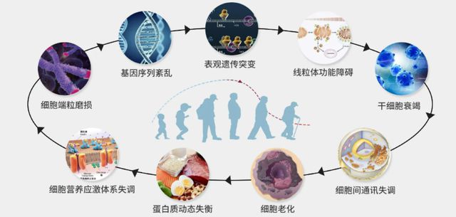 新型抗衰老基因療法研究獲重大突破，開辟未來抗衰新路徑