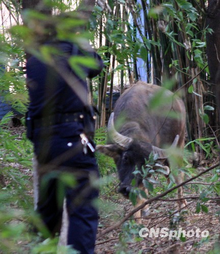 海南民警英勇?lián)魯纻睡偱?，正義與安全的守護(hù)者行動(dòng)