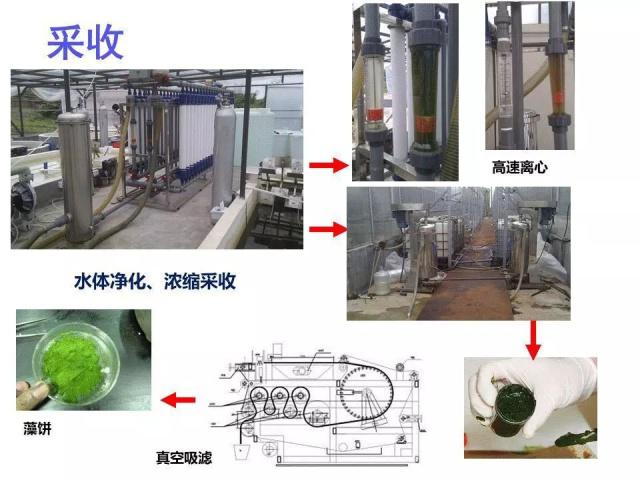 微藻培養(yǎng)技術(shù)在廢水處理中的優(yōu)勢探討