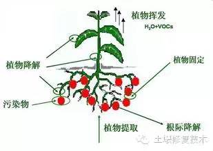 生物技術(shù)在恢復(fù)退化土壤中的應(yīng)用策略