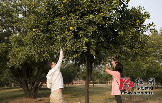 景區(qū)回應游客在橘子洲撿柚子，管理與文明的雙重挑戰(zhàn)