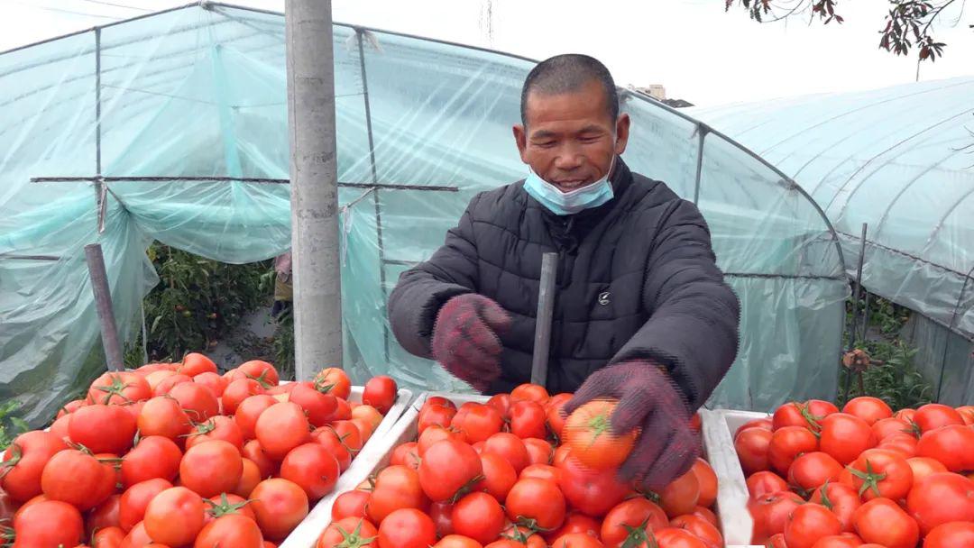 山東農(nóng)民農(nóng)業(yè)創(chuàng)新成功，賣番茄年入十億，創(chuàng)造鄉(xiāng)村振興新篇章