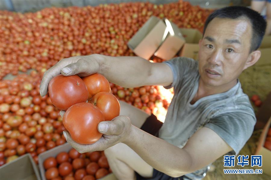 山東農(nóng)民農(nóng)業(yè)創(chuàng)新成功，賣番茄年入十億，創(chuàng)造鄉(xiāng)村振興新篇章