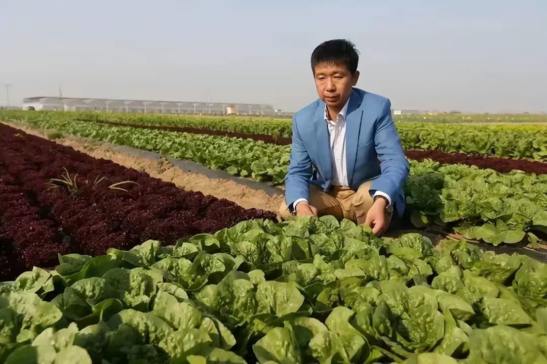 山東農(nóng)民農(nóng)業(yè)創(chuàng)新成功，賣番茄年入十億，創(chuàng)造鄉(xiāng)村振興新篇章