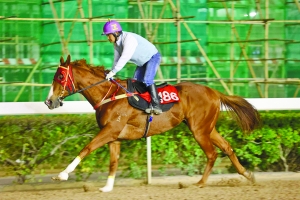 澳門(mén)今晚開(kāi)特馬四不像圖,創(chuàng)新背景系統(tǒng)優(yōu)化_布局版70.492