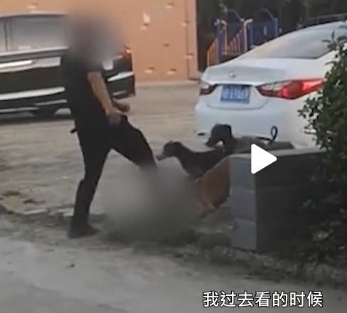 主人疏忽未牽狗繩引發(fā)車禍悲劇，路人傷亡事件曝光