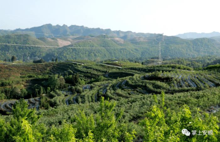 山地生態(tài)農(nóng)業(yè)發(fā)展，鄉(xiāng)村振興的強勁引擎