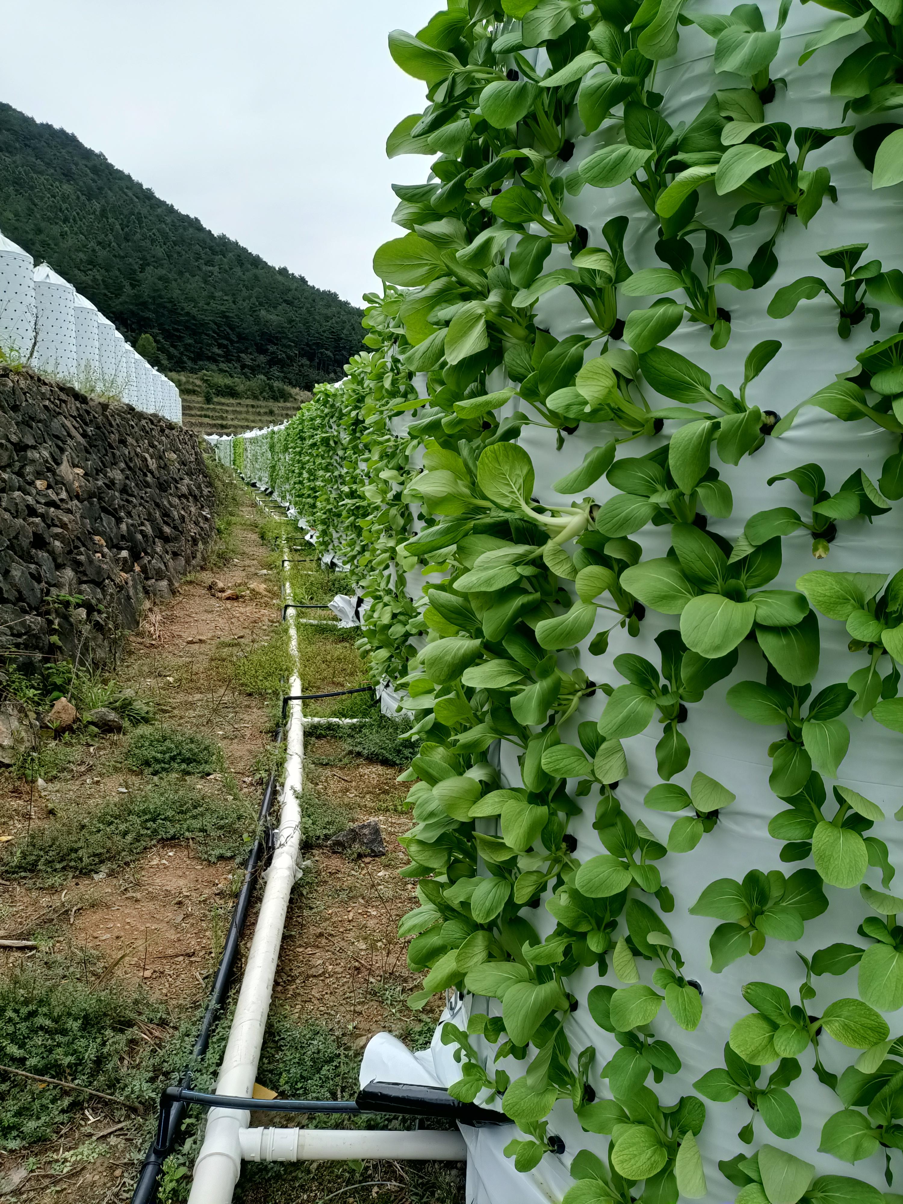 山地生態(tài)修復(fù)與資源合理利用，構(gòu)建可持續(xù)發(fā)展生態(tài)之路