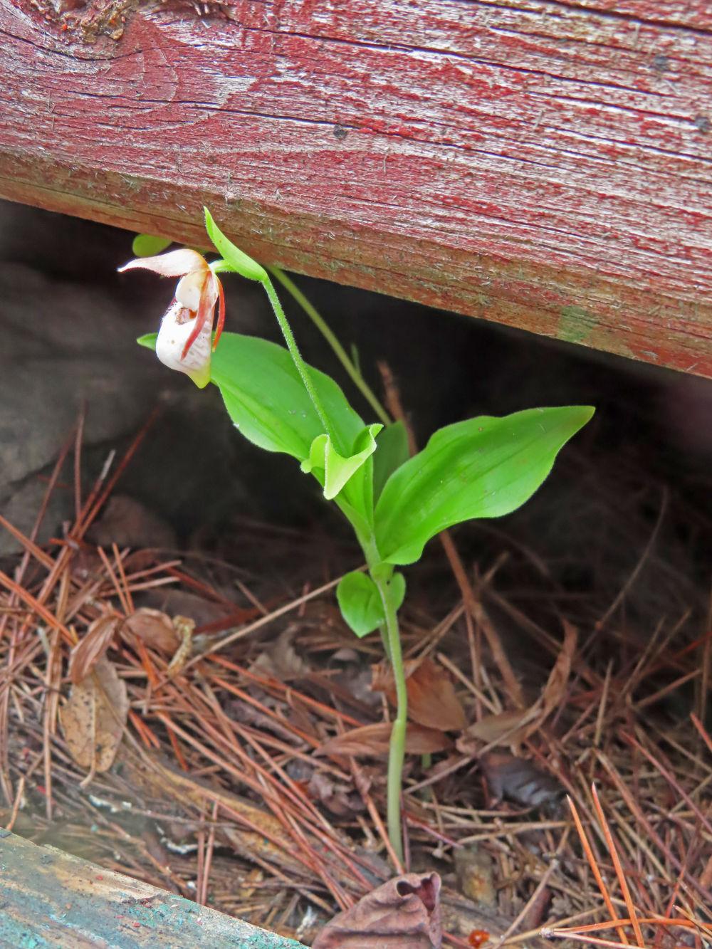 山地氣候變化與生物多樣性關(guān)聯(lián)研究