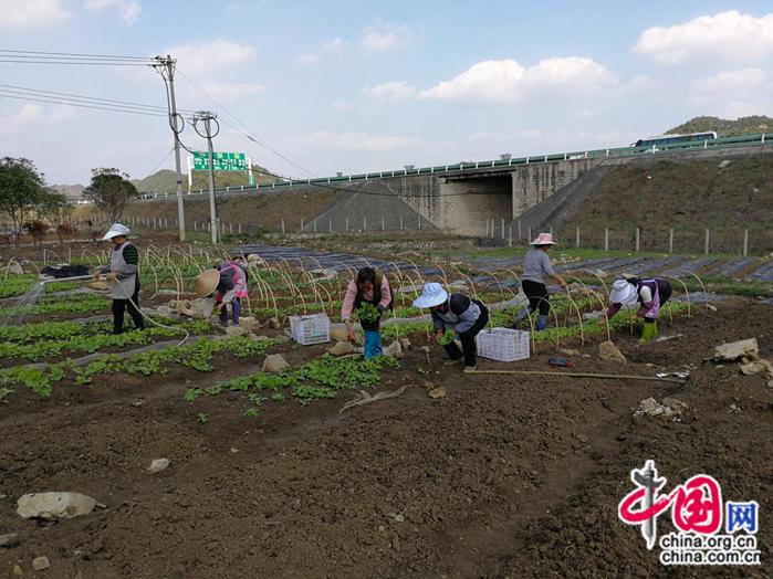 山地農(nóng)業(yè)產(chǎn)值提升，科技助力的關(guān)鍵角色