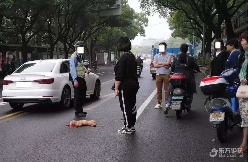 主人疏忽未牽狗繩引發(fā)車禍悲劇，反思與啟示