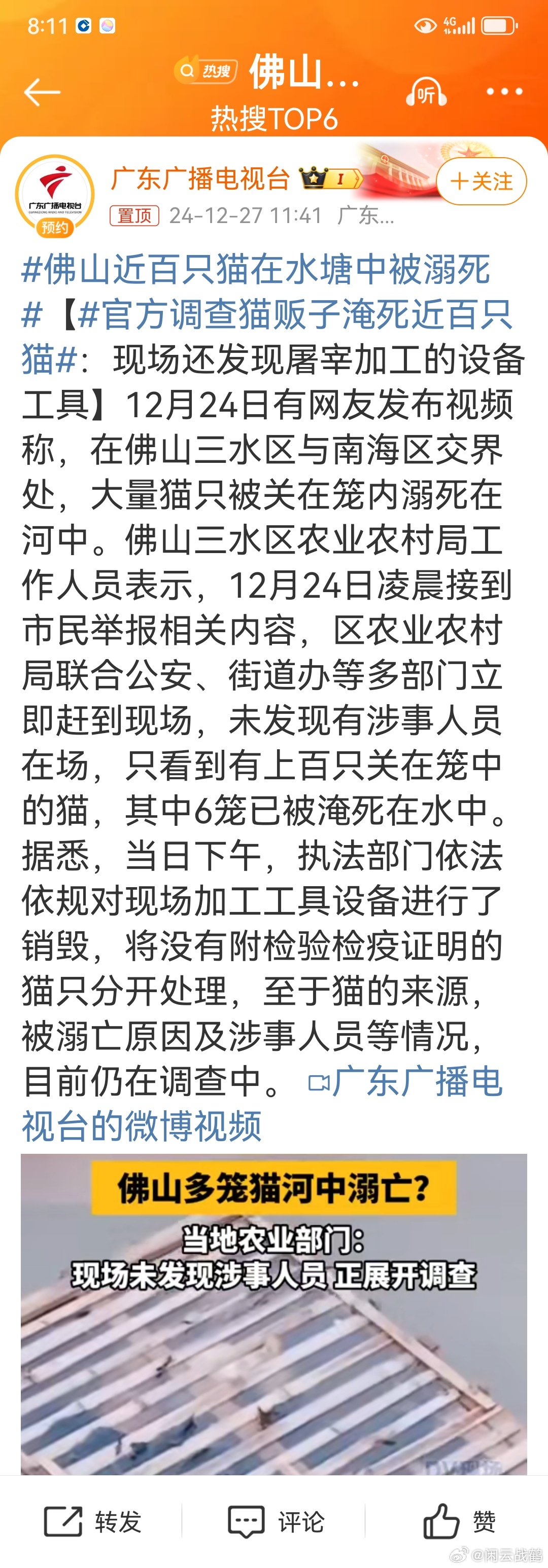 佛山水塘近百只貓溺亡事件，悲劇引發(fā)的反思與啟示