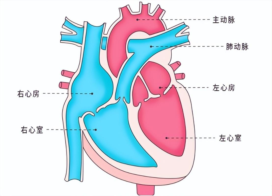 基因療法，治愈遺傳性疾病的新希望