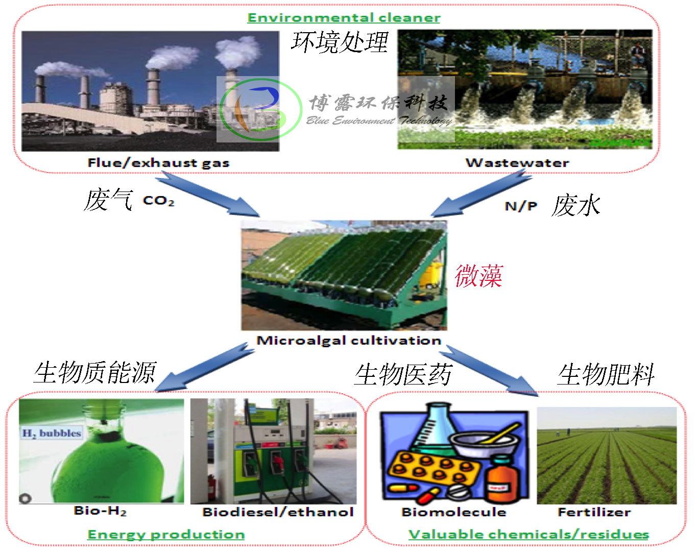 微藻種植技術(shù)，環(huán)境凈化與能源生產(chǎn)的協(xié)同效益探索