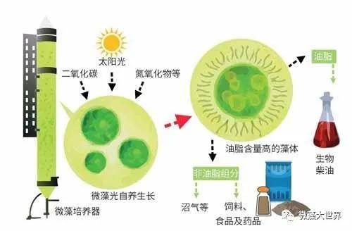 微藻種植技術(shù)，環(huán)境凈化與能源生產(chǎn)的協(xié)同效益探索