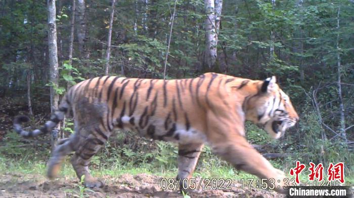 野生東北虎捕食瞬間揭秘自然野性之美