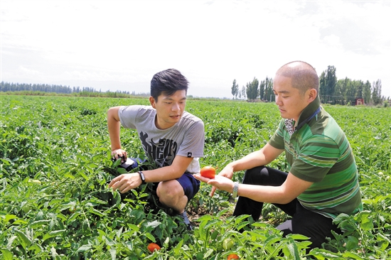 精準農(nóng)業(yè)技術(shù)助力家庭綠植高效管理，實現(xiàn)高效管理與綠色生態(tài)的完美結(jié)合