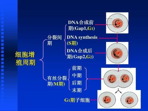 腦波調(diào)節(jié)技術(shù)，緩解城市生活壓力的新方法