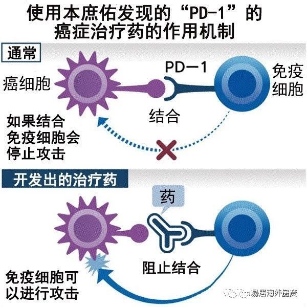 免疫治療技術(shù)探索疾病新療法，創(chuàng)新療法的研究與應(yīng)用