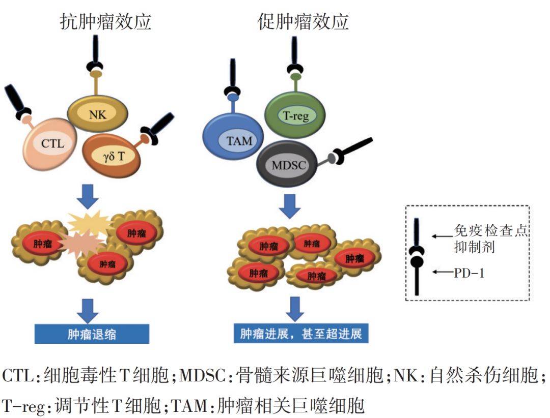 免疫治療技術(shù)探索疾病新療法，創(chuàng)新療法的研究與應(yīng)用