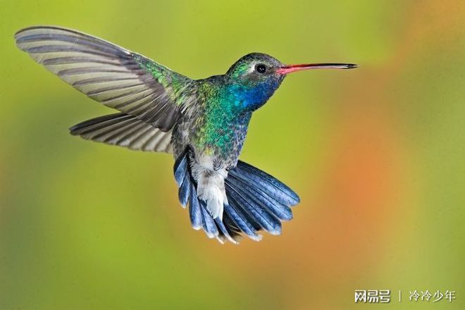 蜂鳥振翼之舞，生活的節(jié)奏與生存智慧