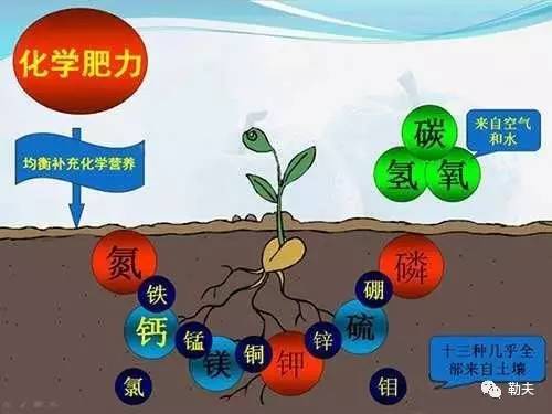 土壤微生物助力植物養(yǎng)分吸收的過(guò)程揭秘