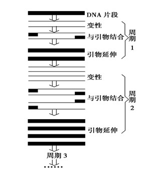 DNA條形碼技術在生物分類中的實踐與探索