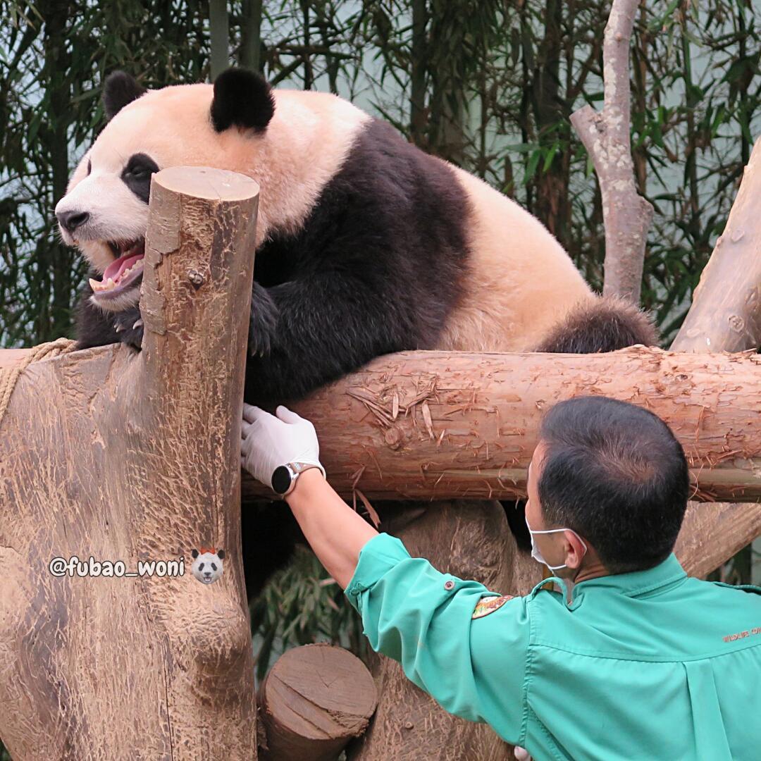 福寶移至靜養(yǎng)區(qū)，守護(hù)珍稀動(dòng)物健康與安寧的溫馨庇護(hù)所