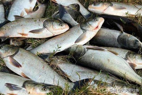 浙江溪流芝麻鯽大爆發(fā)，生態(tài)繁榮還是漁業(yè)興旺？奇跡背后的真相揭秘