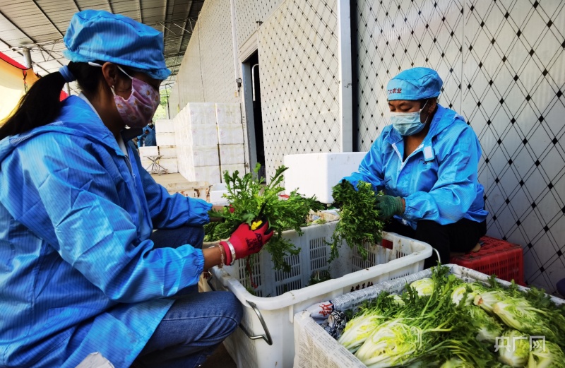 青海冷涼蔬菜直供澳門，開啟綠色橋梁新篇章