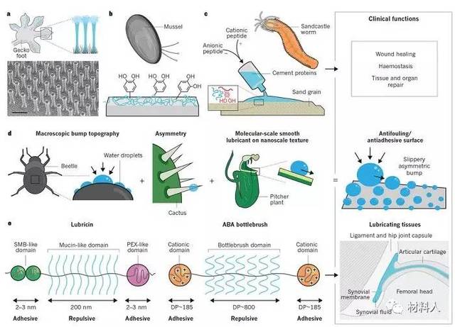 生物仿生科技引領(lǐng)新型耐用材料革命，開啟材料科學(xué)未來之路