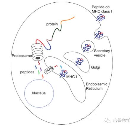 微生物組與個性化治療的潛力及倫理挑戰(zhàn)探索