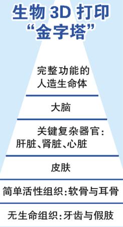 前沿科技探索，3D打印生物材料在器官移植中的應(yīng)用及其倫理爭議