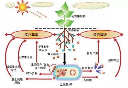 生物活性材料在提升人工器官使用壽命方面的應(yīng)用與前景展望