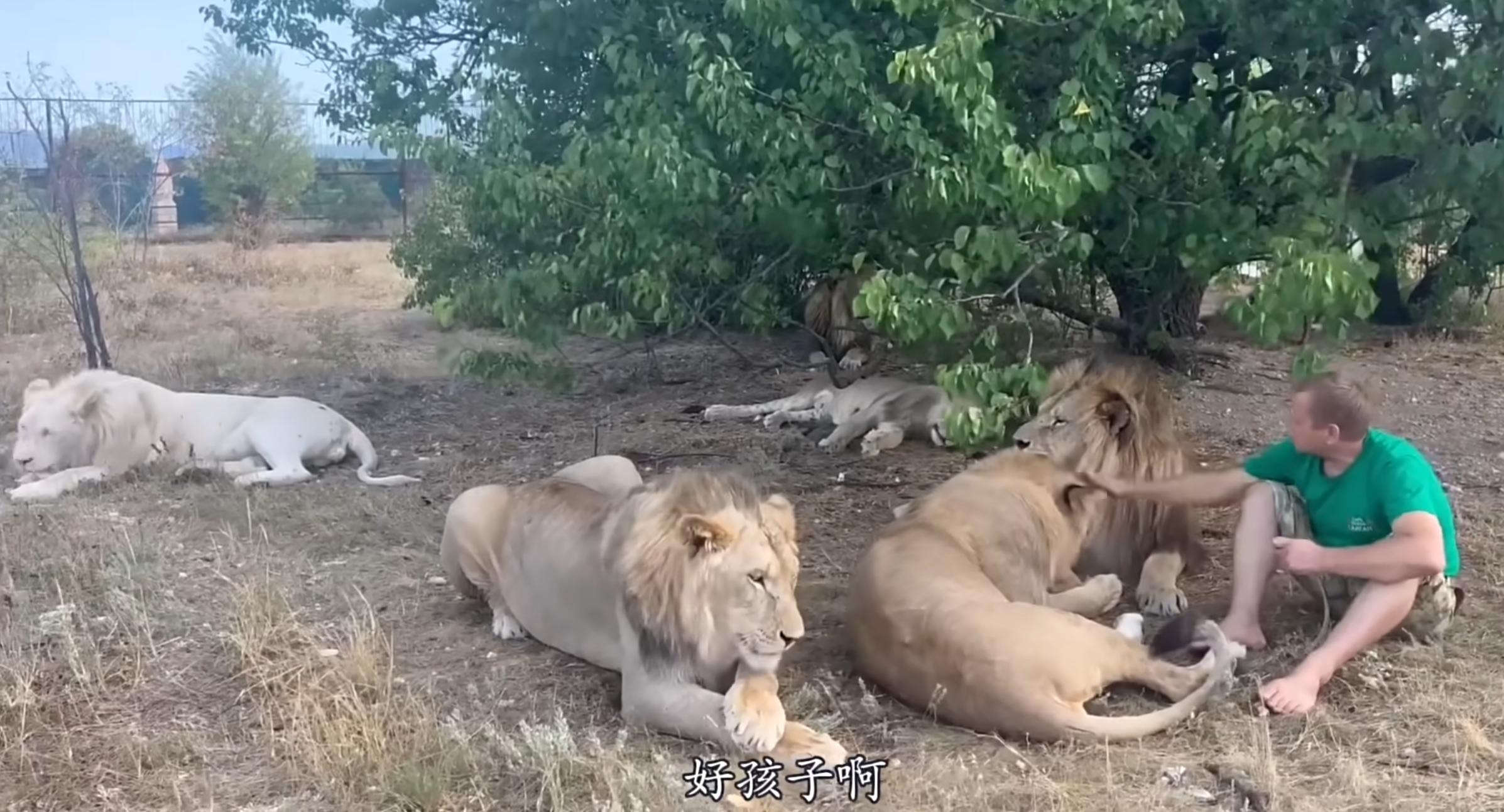 飼養(yǎng)員遭獅子撕咬身亡的悲劇事件