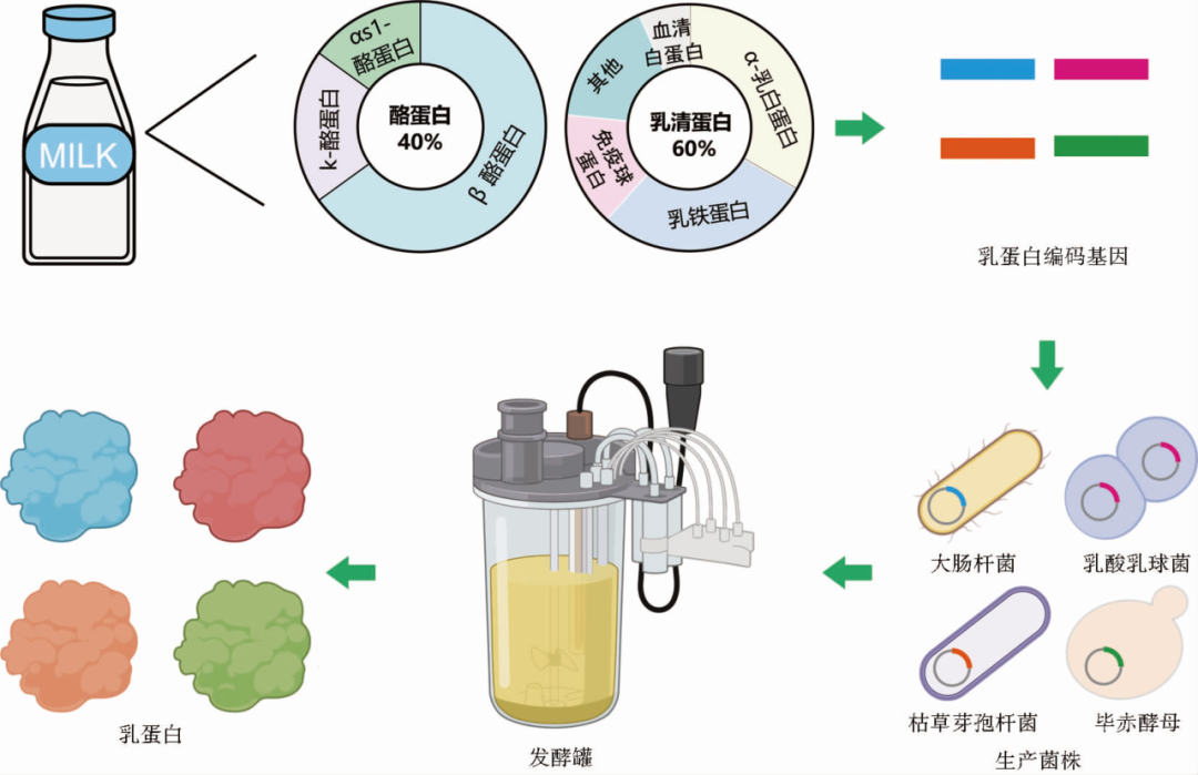 未來食品的合成生物技術(shù)生產(chǎn)之路