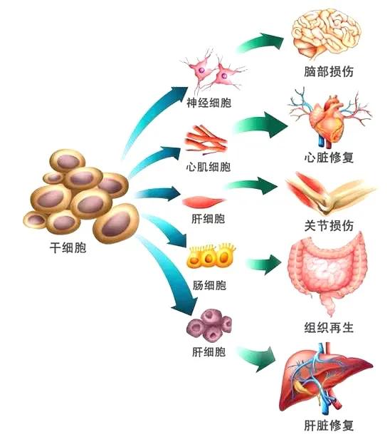 再生醫(yī)學(xué)突破，組織修復(fù)不再依賴移植資源的新時代