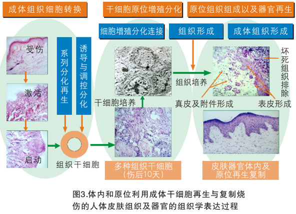 再生醫(yī)學(xué)突破，組織修復(fù)不再依賴移植資源的新時代