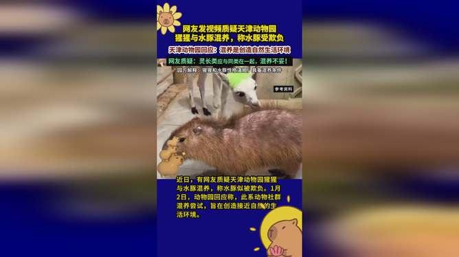 動物園回應(yīng)水豚被猩猩欺負事件，動物互動觀察與人類的責任擔當