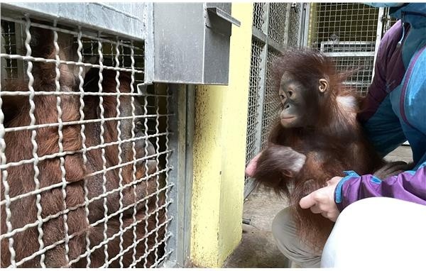 動物園回應(yīng)水豚被猩猩欺負事件，動物互動觀察與人類的責任擔當