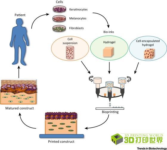 人造智能皮膚材料引領(lǐng)生物力學(xué)研究新突破