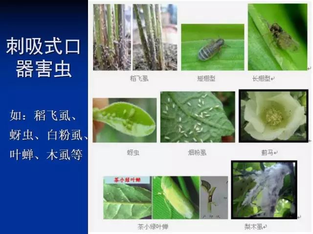 智能蟲害識(shí)別系統(tǒng)，減少化學(xué)殺蟲劑依賴的新途徑