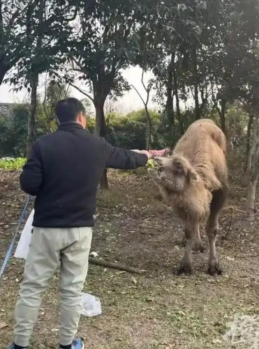 杭州高架橋下驚現(xiàn)駱駝，城市與自然交融新景象