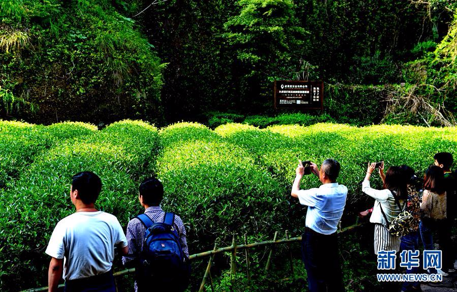 福建武夷山紅茶文化深度體驗(yàn)之旅